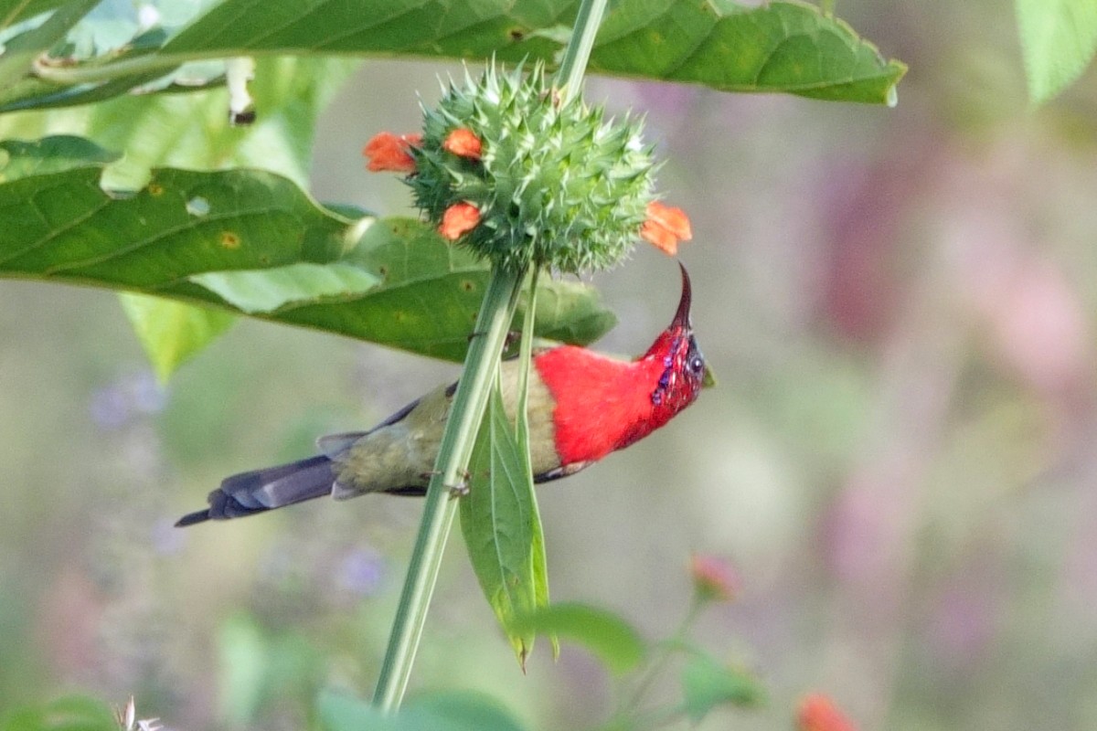 strdimil karmínovoprsý - ML646602845