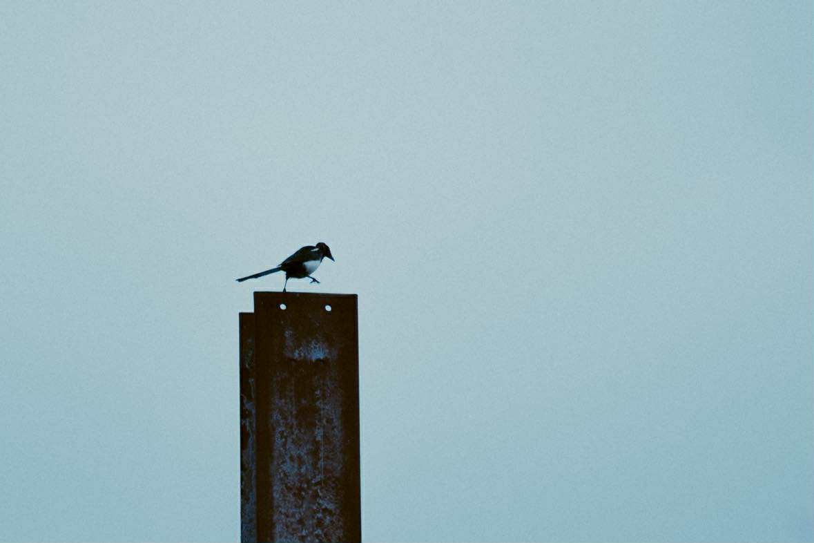 Eurasian Magpie - ML646602846