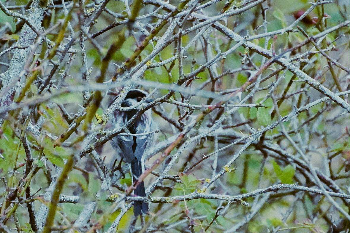 Long-tailed Tit - ML646602847