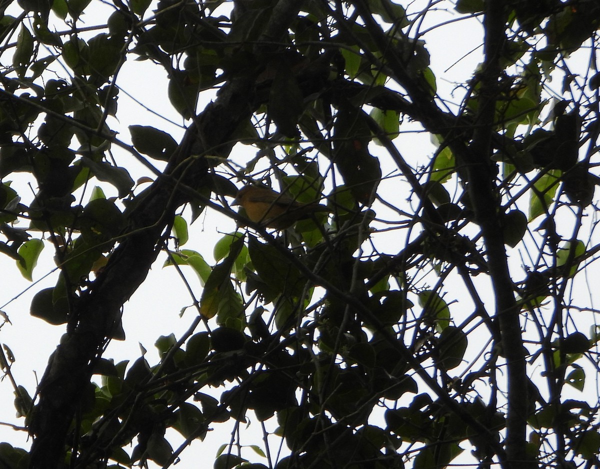 Алая пиранга - ML646602848