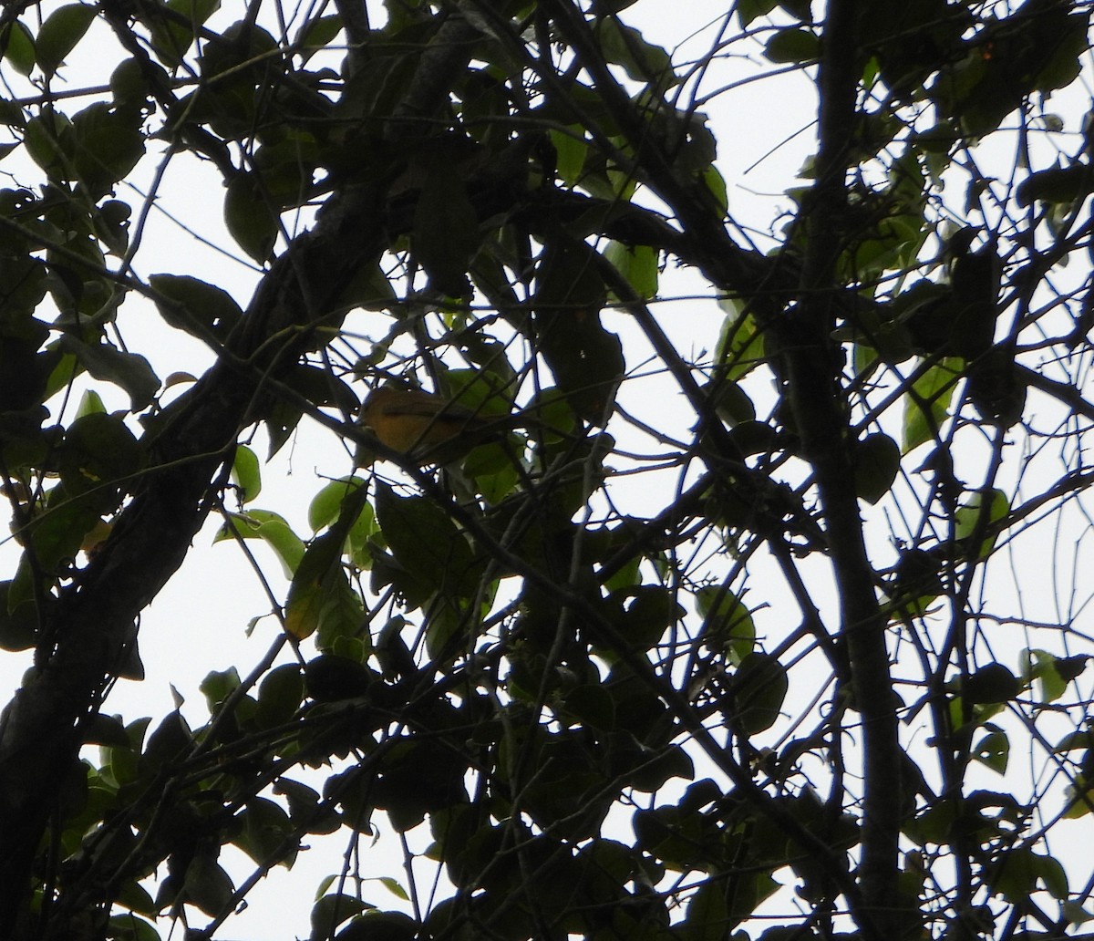 Алая пиранга - ML646602849