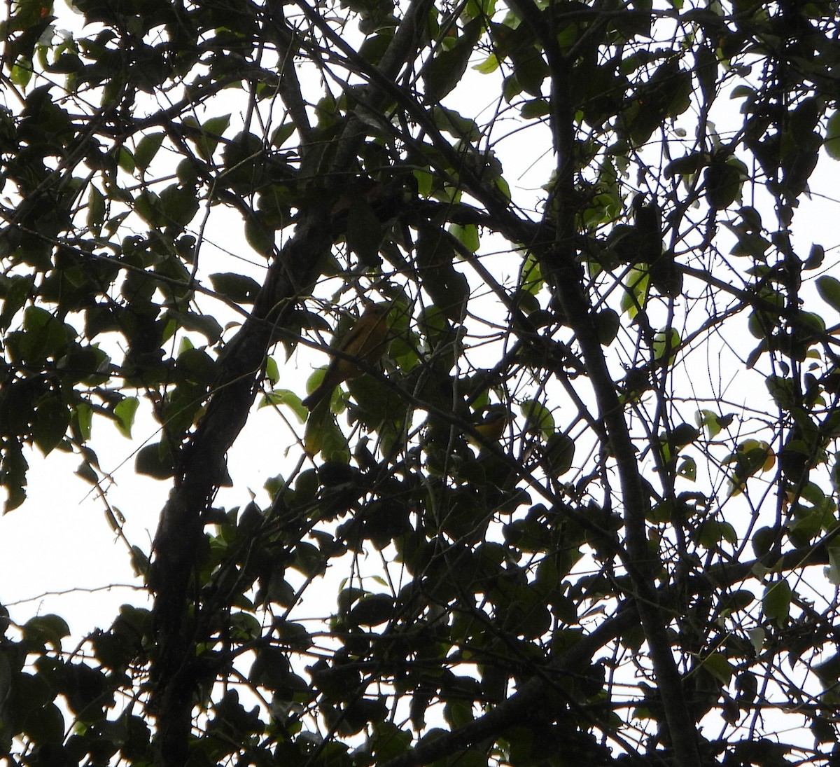 Алая пиранга - ML646602850