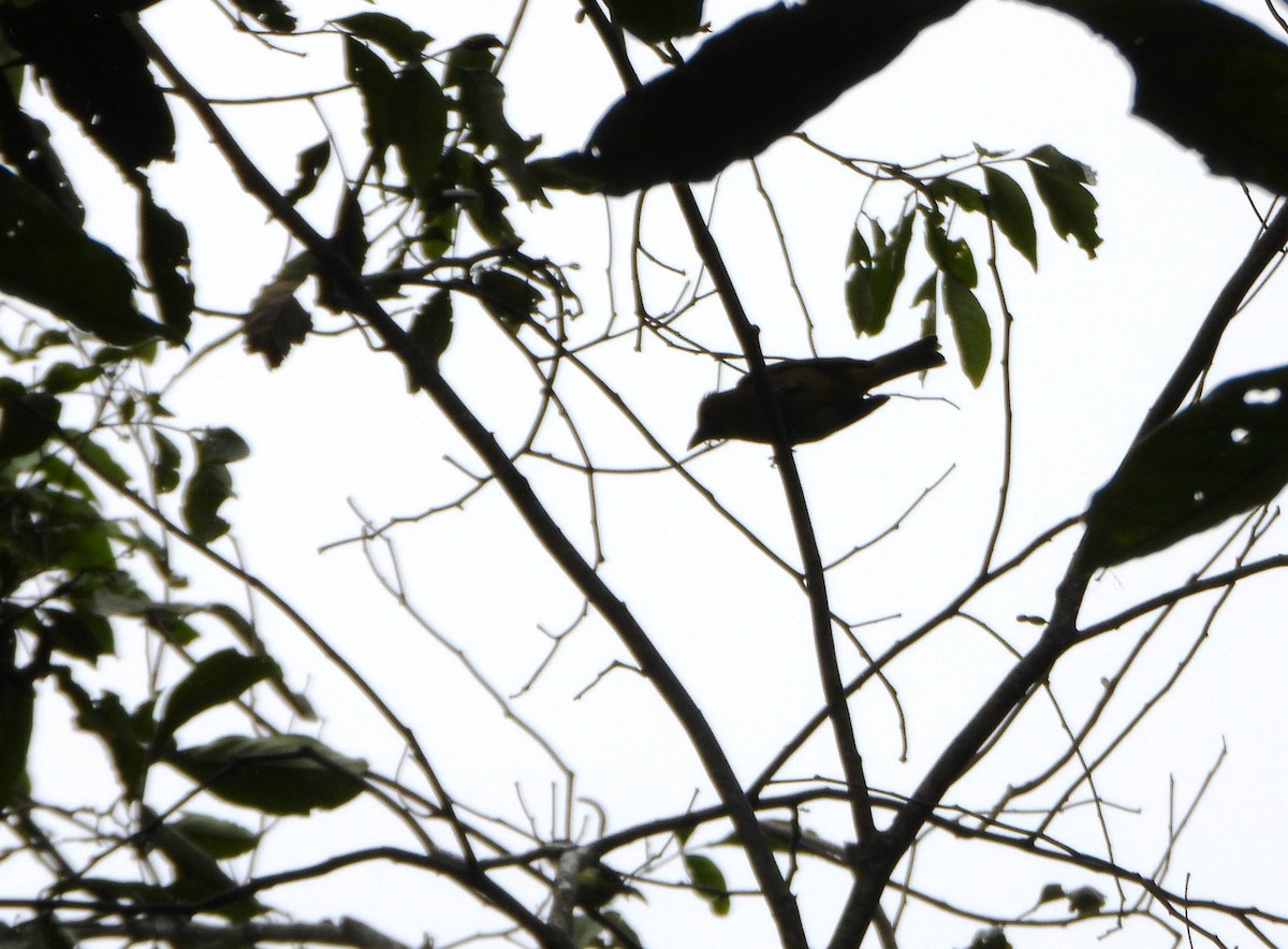 Алая пиранга - ML646602851