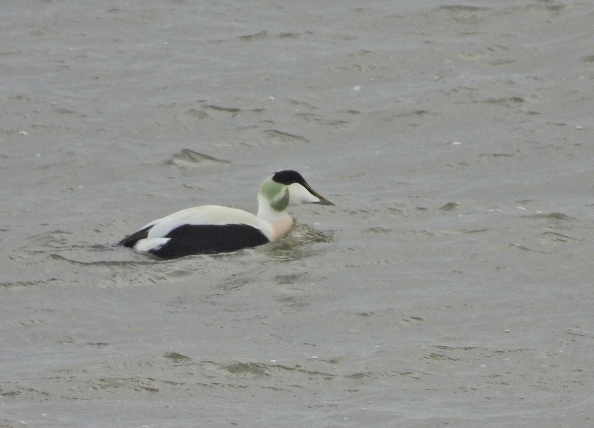 Common Eider - ML646602852