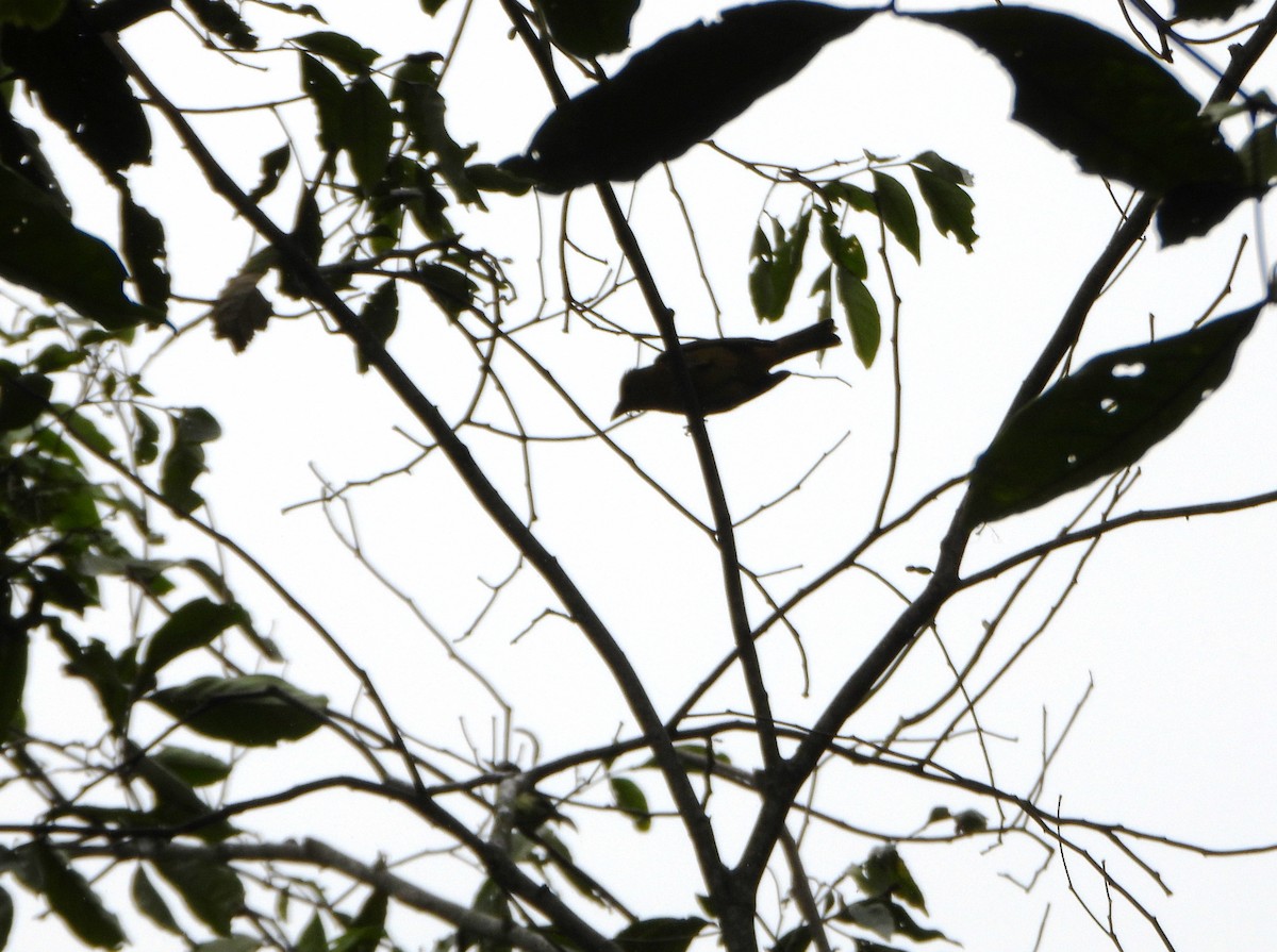 Алая пиранга - ML646602853