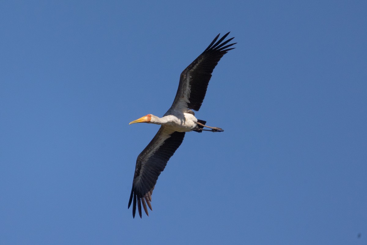 Yellow-billed Stork - ML646602854