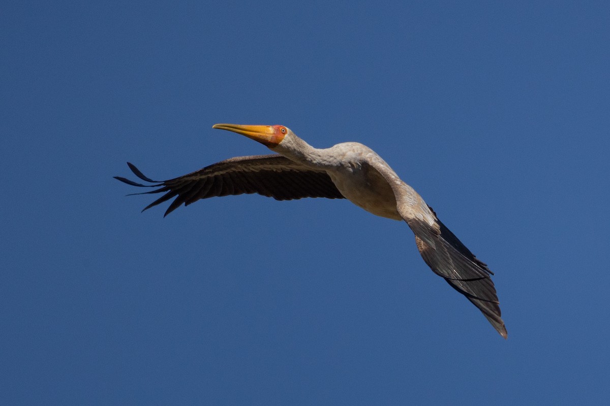 Yellow-billed Stork - ML646602855