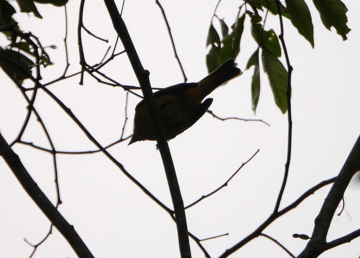 Алая пиранга - ML646602856