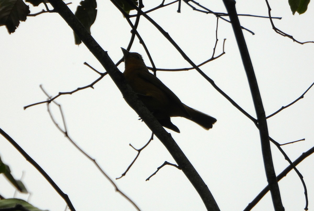 Summer Tanager - ML646602857