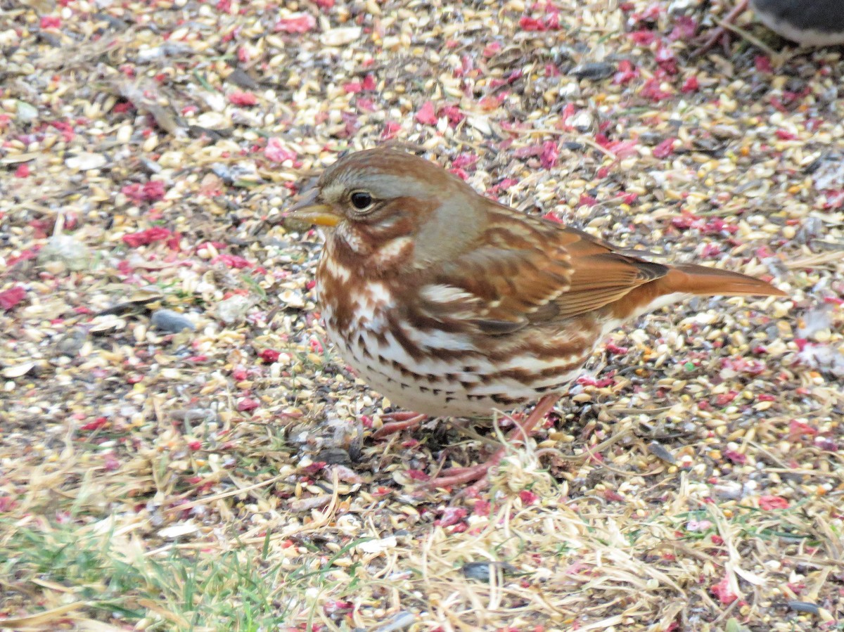 Fox Sparrow - ML646602859