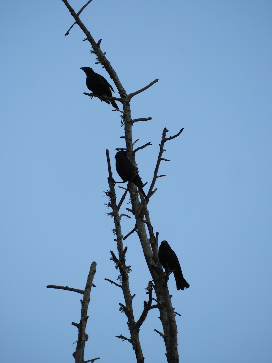 Shiny Cowbird - ML646602860