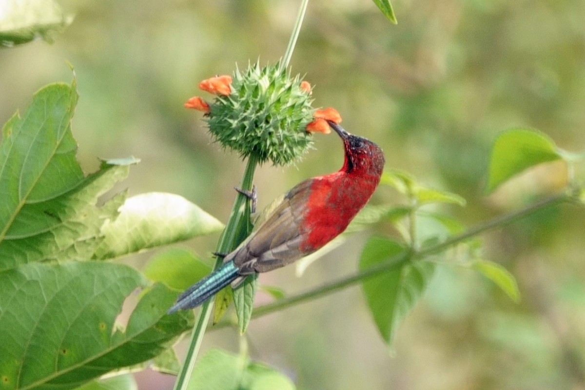 strdimil karmínovoprsý - ML646602861