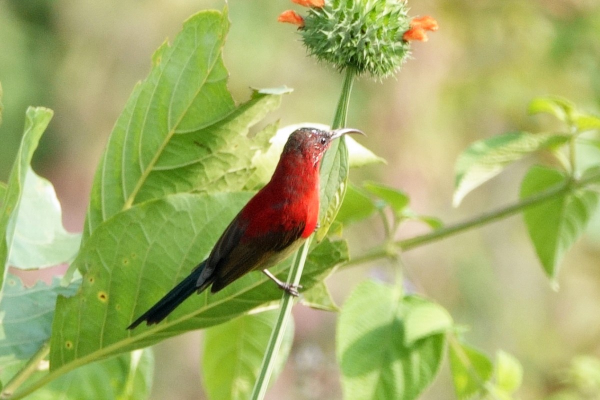 strdimil karmínovoprsý - ML646602862