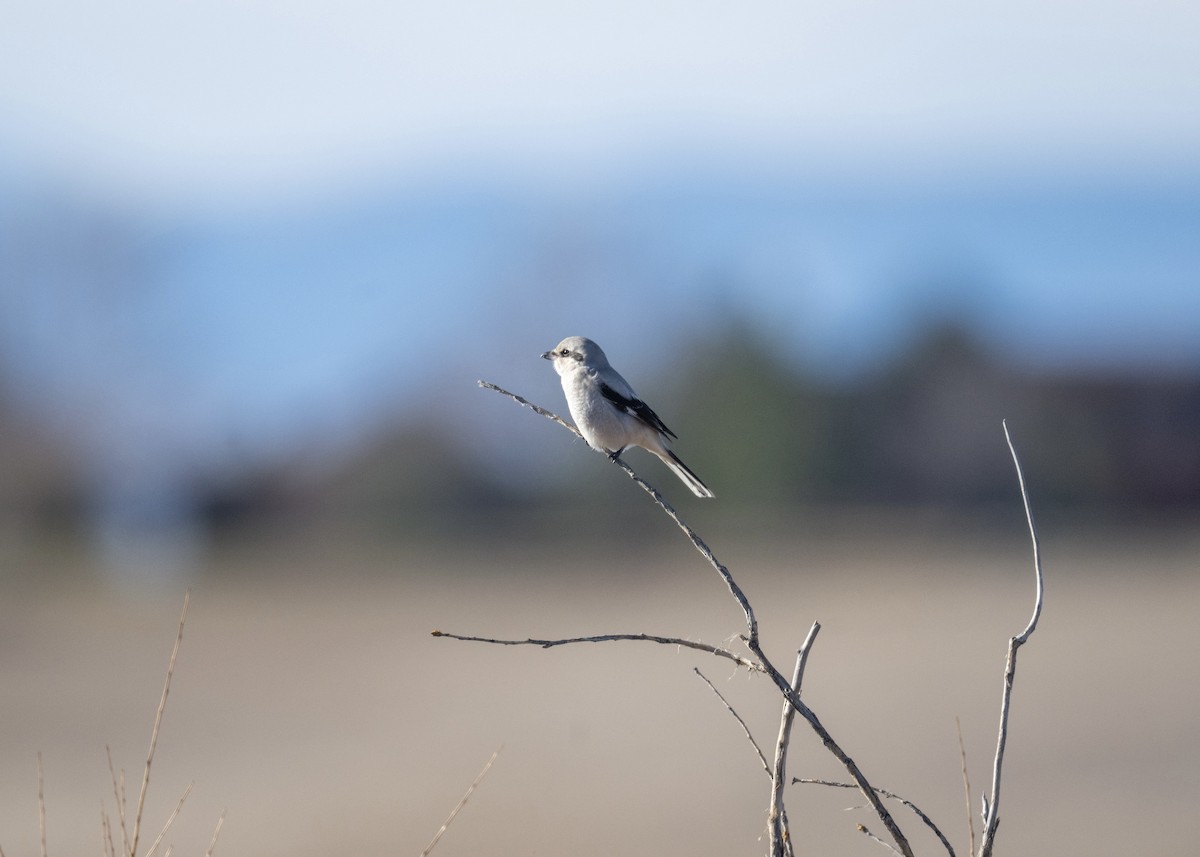 ťuhýk severní - ML646602864