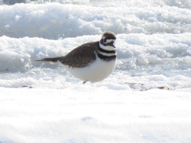 Killdeer - ML646602865