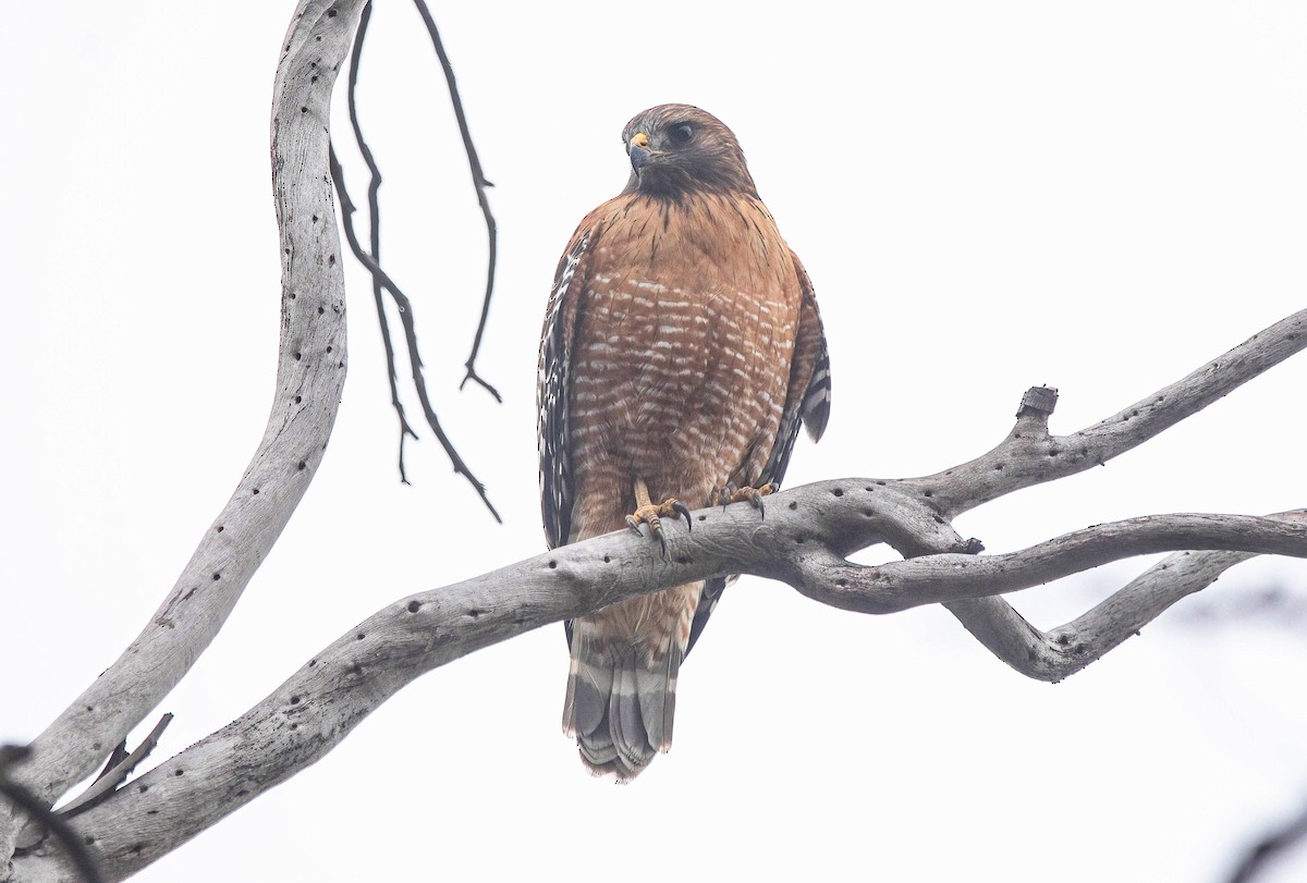 Red-shouldered Hawk - ML646602868