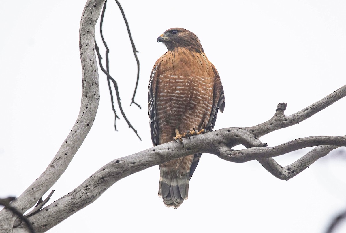 Red-shouldered Hawk - ML646602869