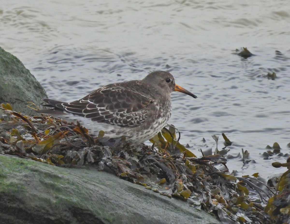 Purple Sandpiper - ML646602871