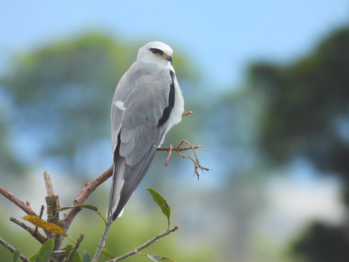 White-tailed Kite - ML646602872