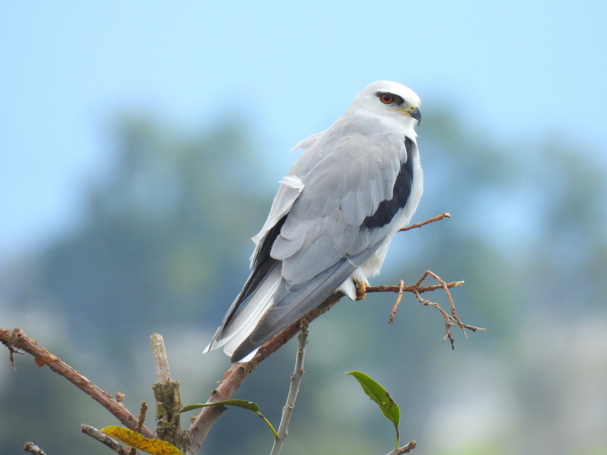 White-tailed Kite - ML646602873