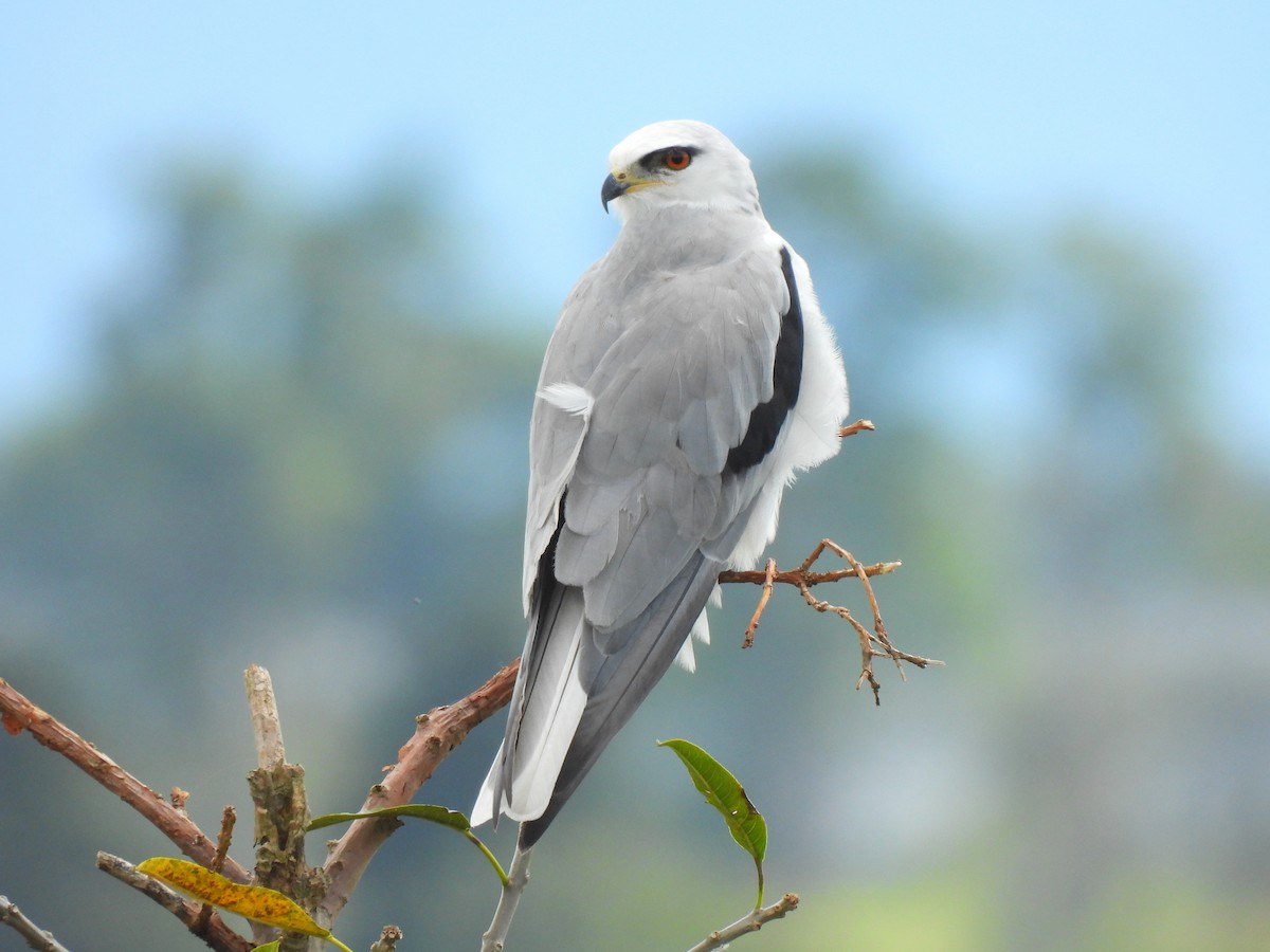White-tailed Kite - ML646602874