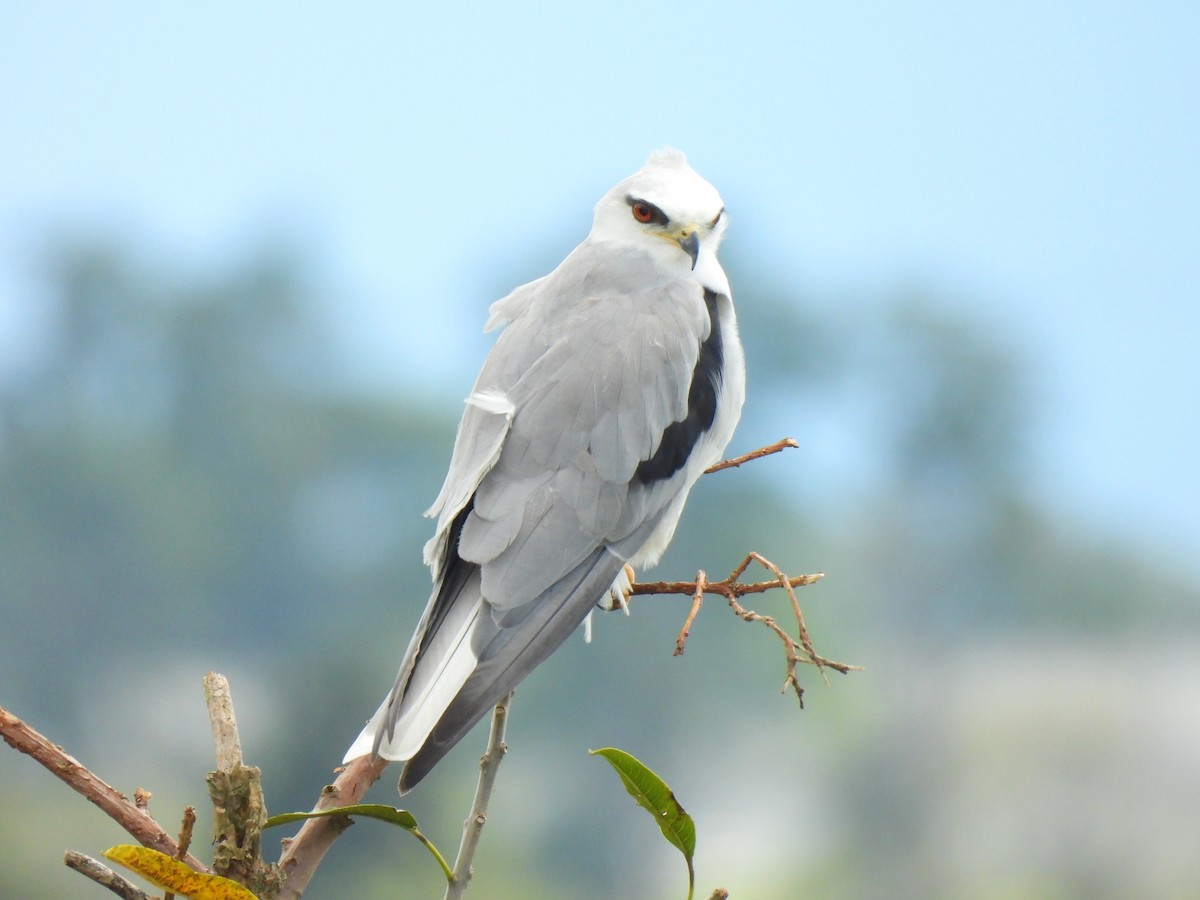 White-tailed Kite - ML646602875