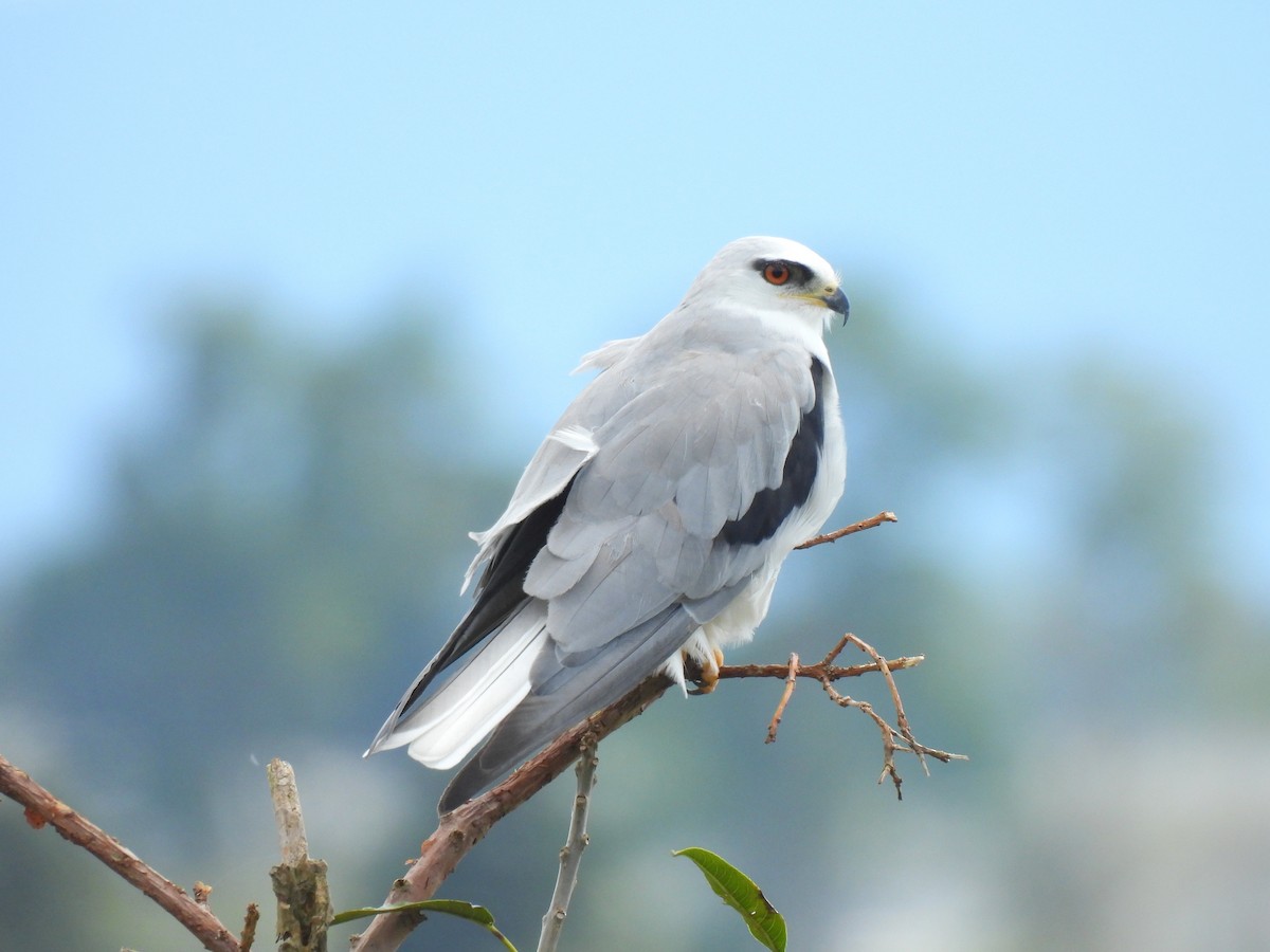 White-tailed Kite - ML646602876