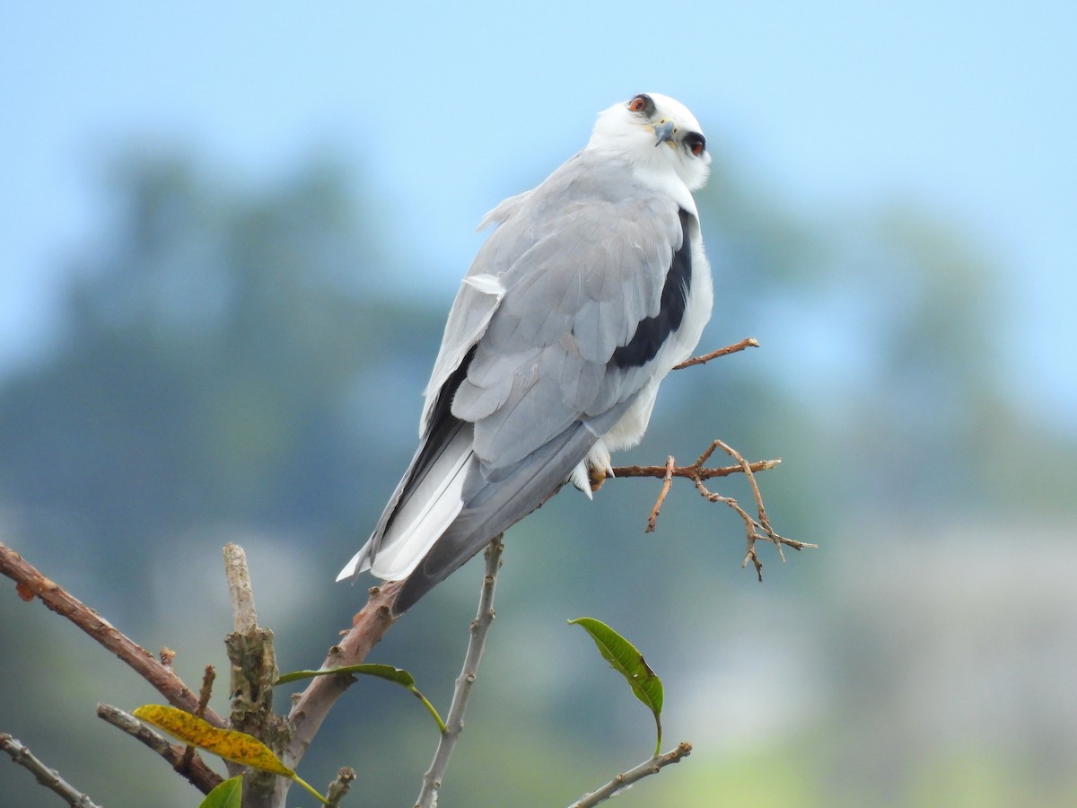 White-tailed Kite - ML646602877