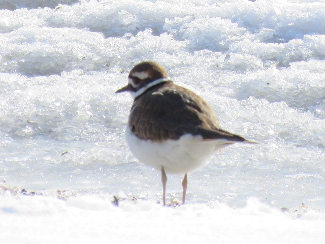 Killdeer - ML646602878