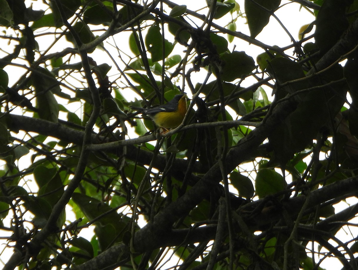 Тропическая древесница - ML646602881