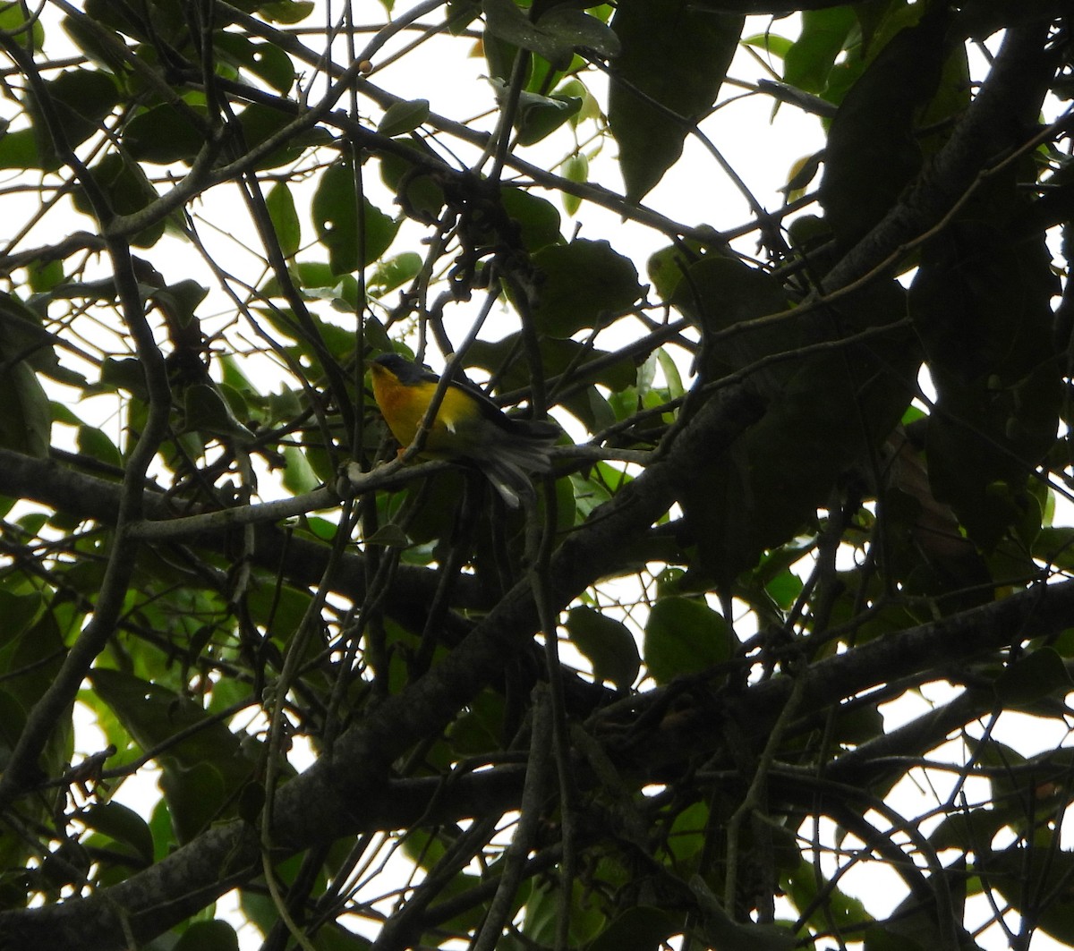 Тропическая древесница - ML646602882