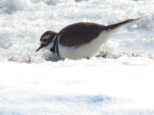 Killdeer - ML646602883