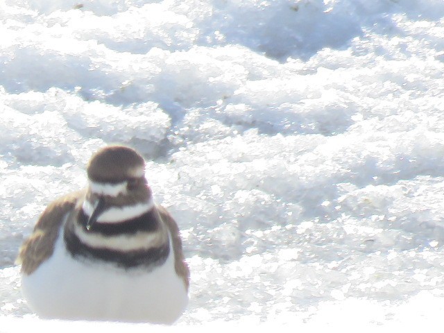 Killdeer - ML646602885