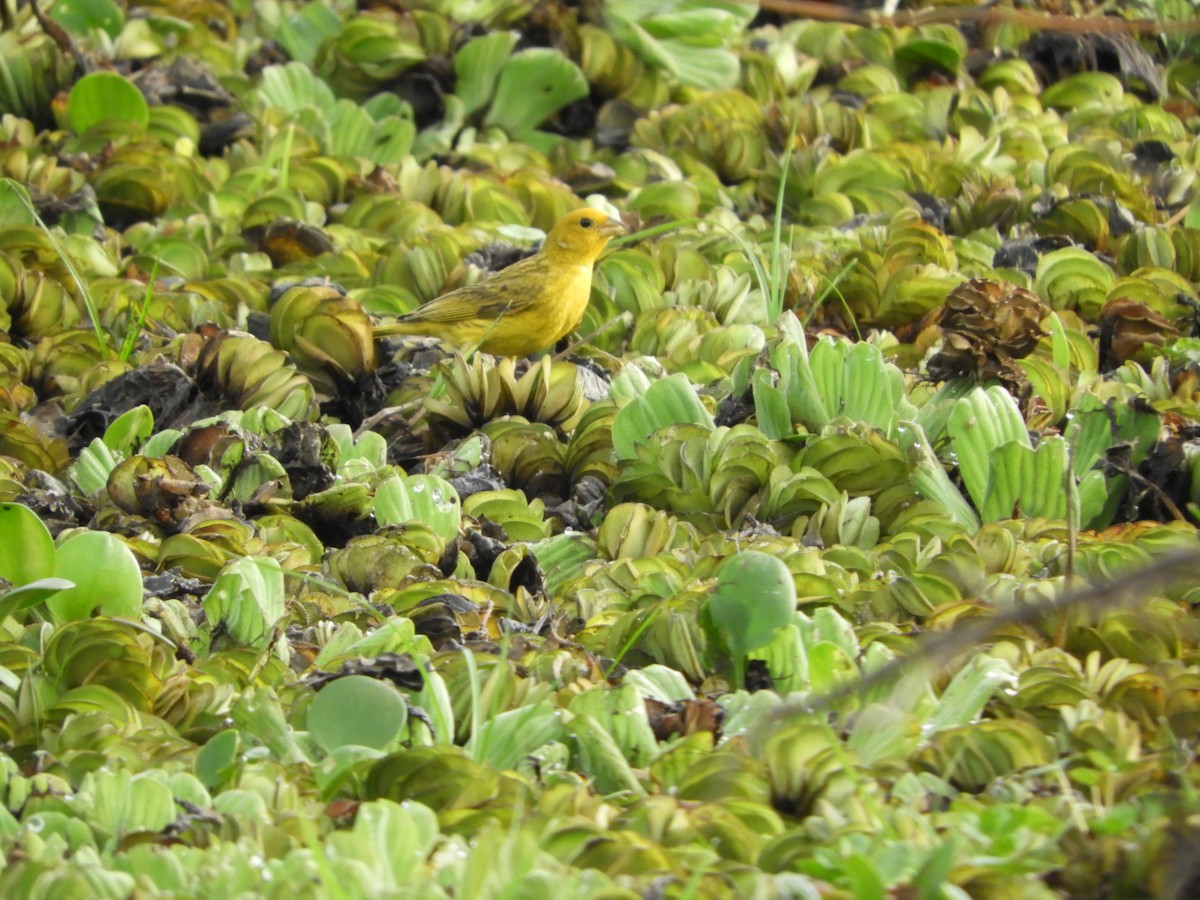 橙黃雀鵐 - ML646602886