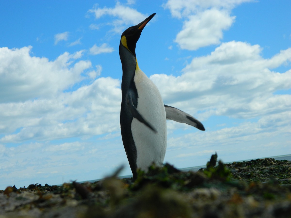 King Penguin - ML646602888