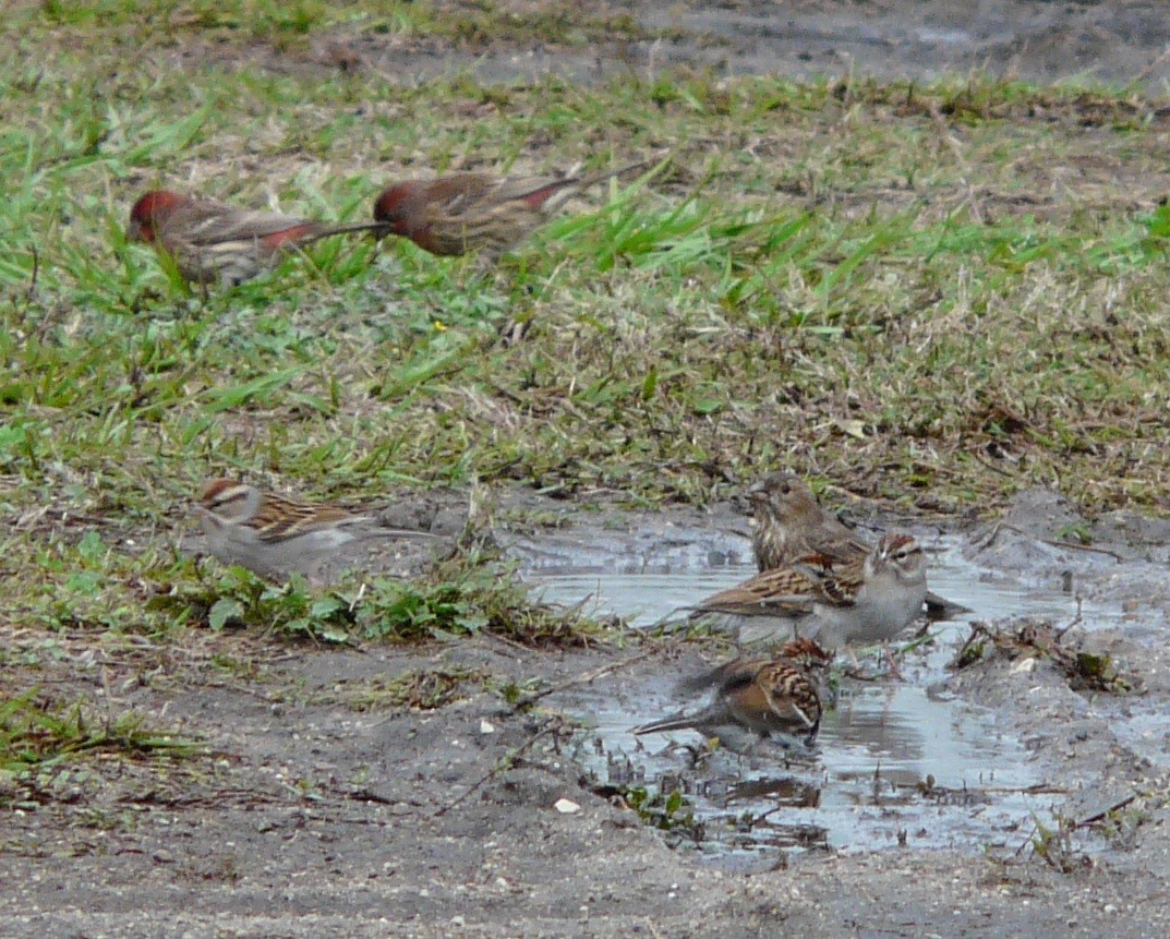 Chipping Sparrow - ML646602889