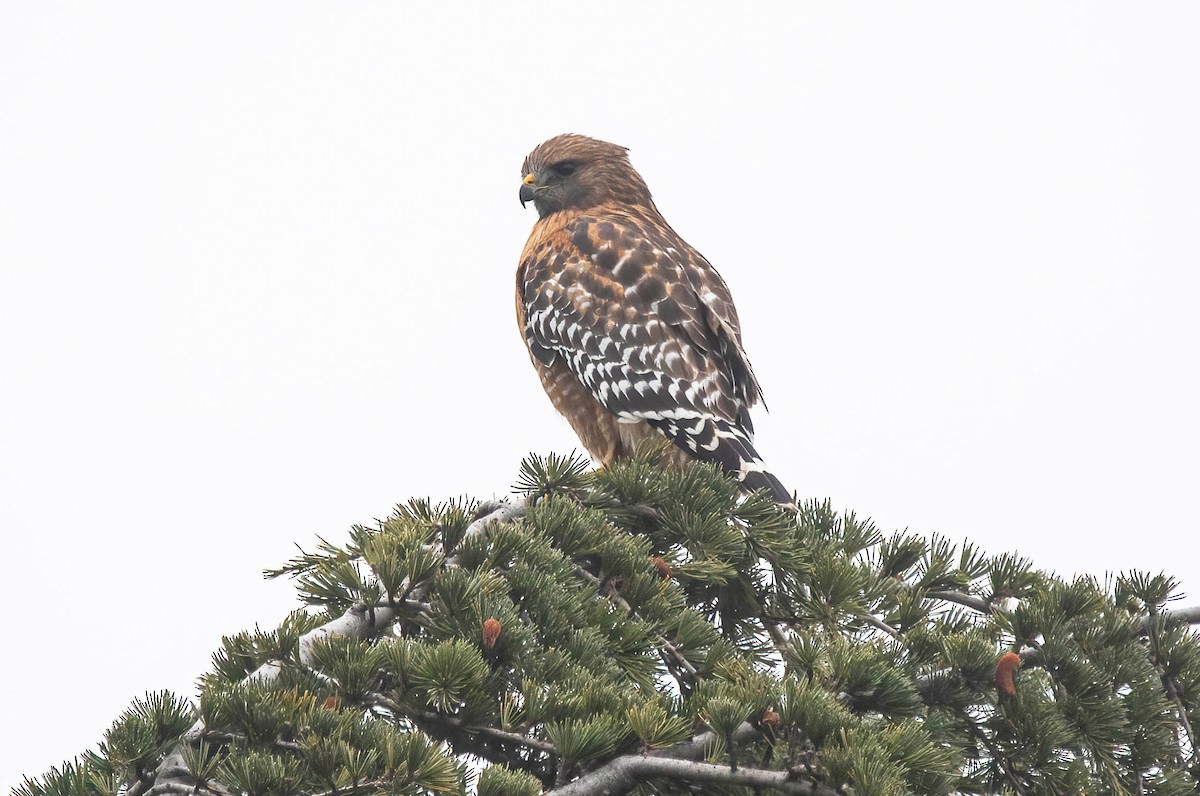 Red-shouldered Hawk - ML646602894