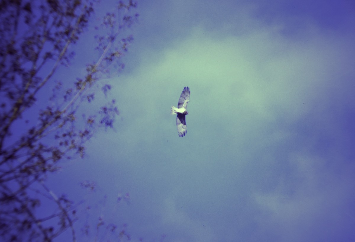 Yılan Kartalı - ML646602895