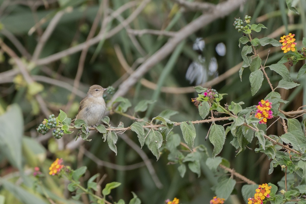 hagesanger - ML646602896