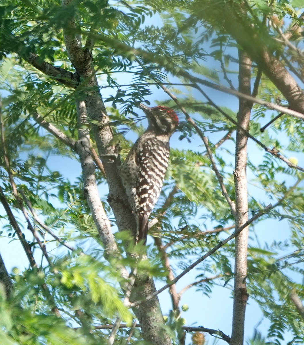 Texasspecht - ML646602897