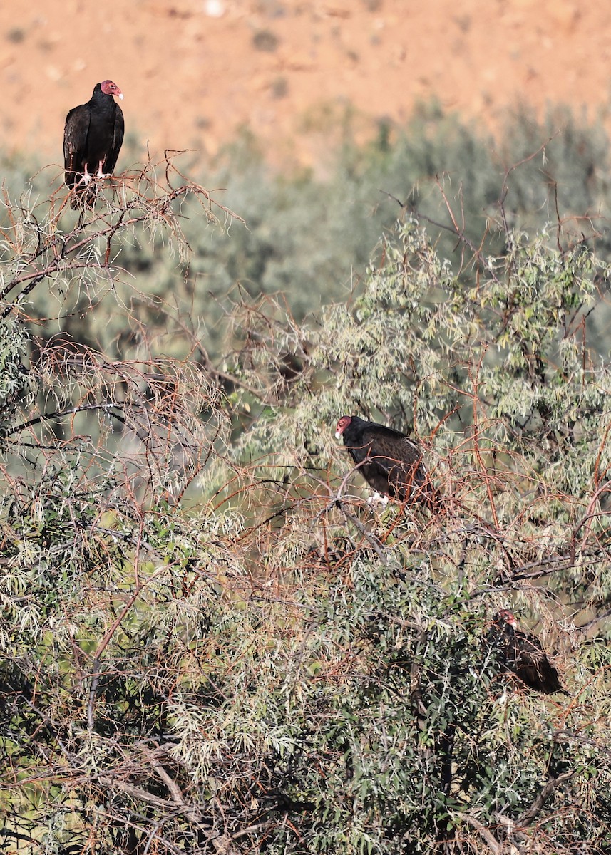 Turkey Vulture - ML646602898