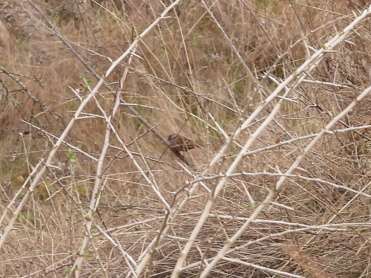 גיבתון סלעים - ML646602900