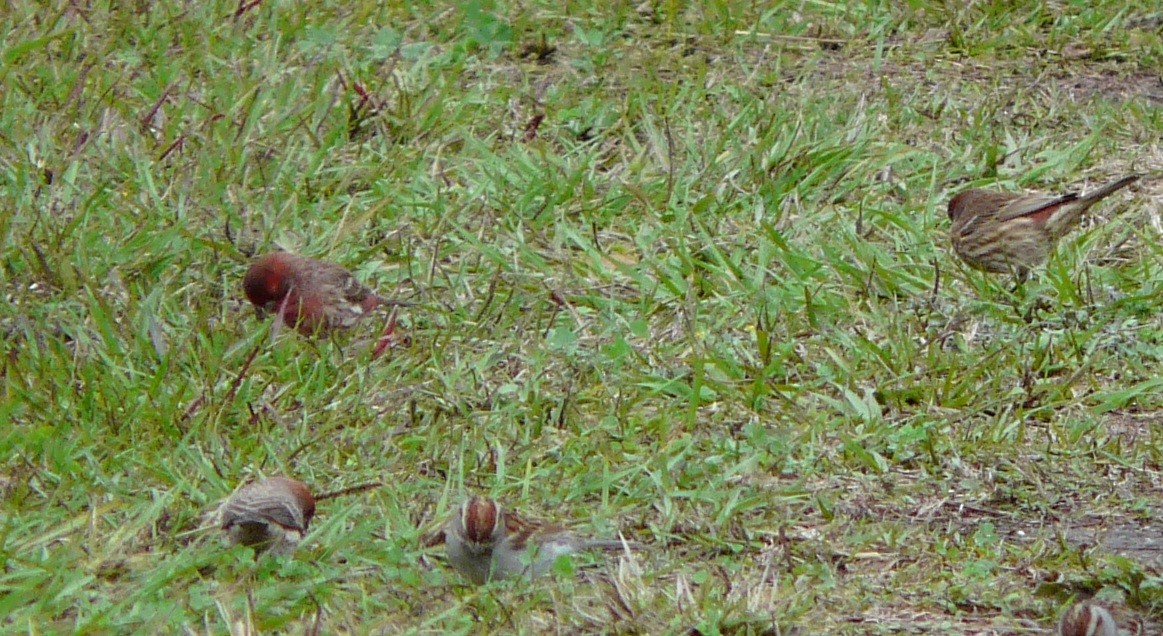 House Finch - ML646602902