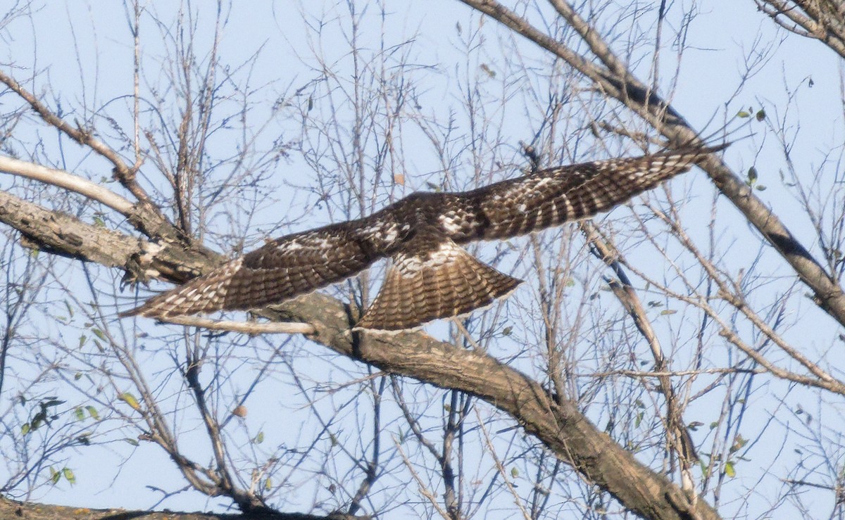 Краснохвостый канюк (borealis) - ML646602904