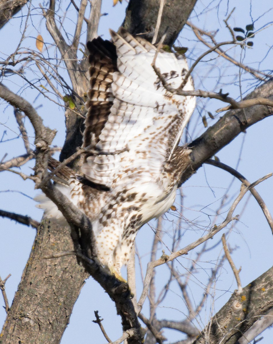 Краснохвостый канюк (borealis) - ML646602905