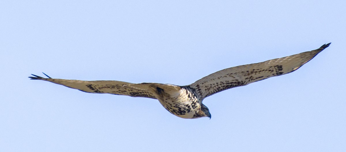 Краснохвостый канюк (borealis) - ML646602906