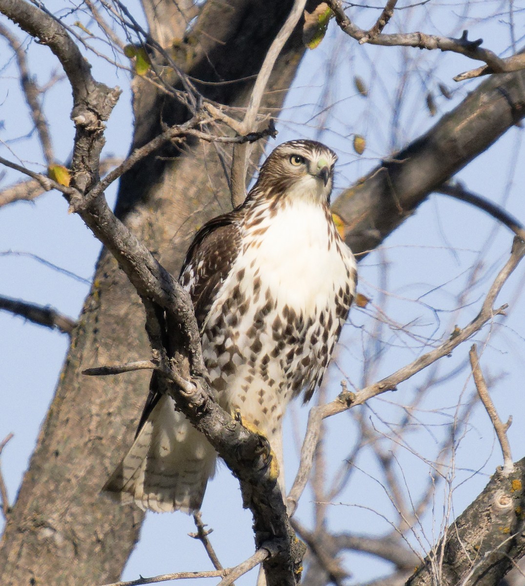 Краснохвостый канюк (borealis) - ML646602907