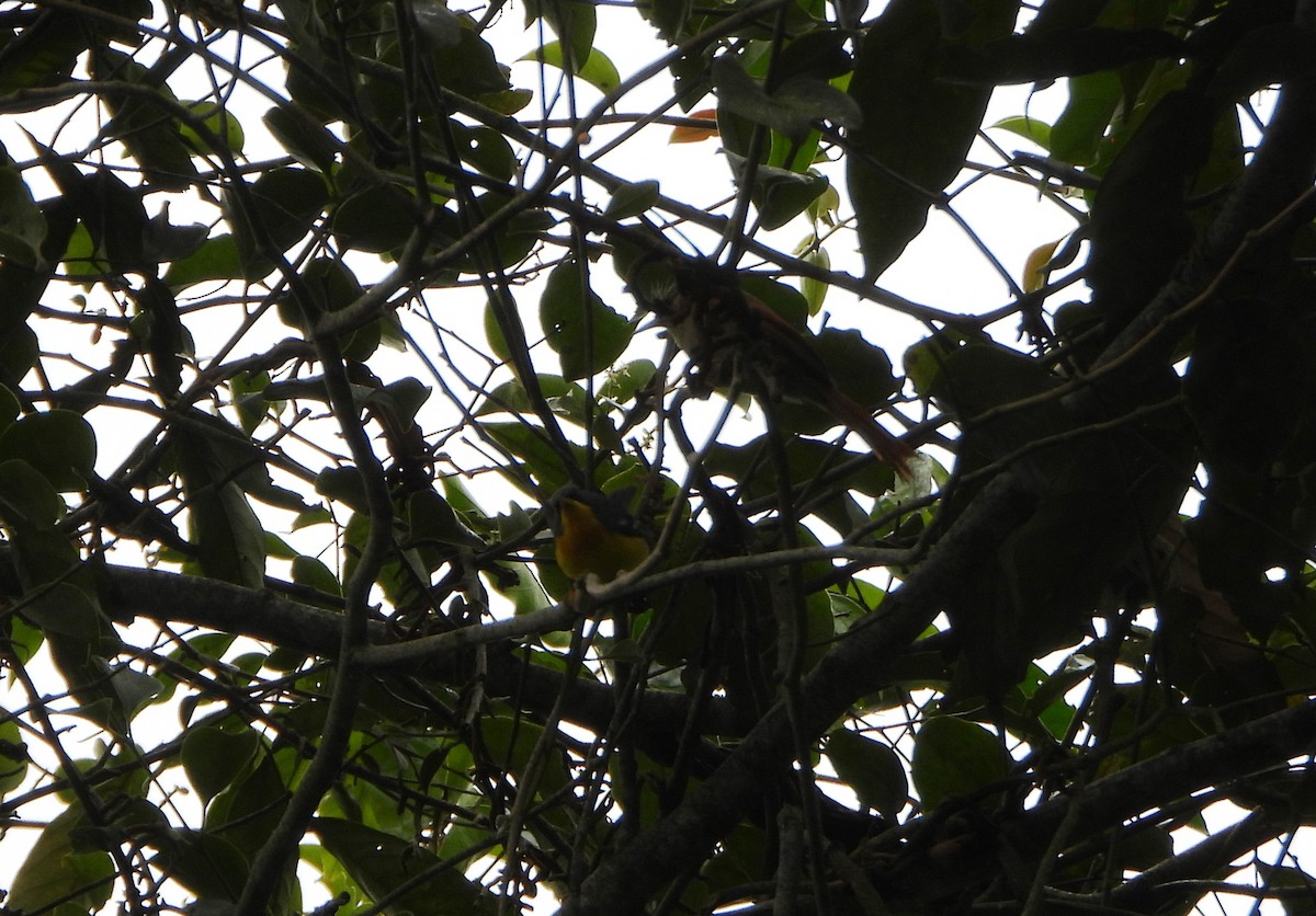 Хохлатая курутия - ML646602908