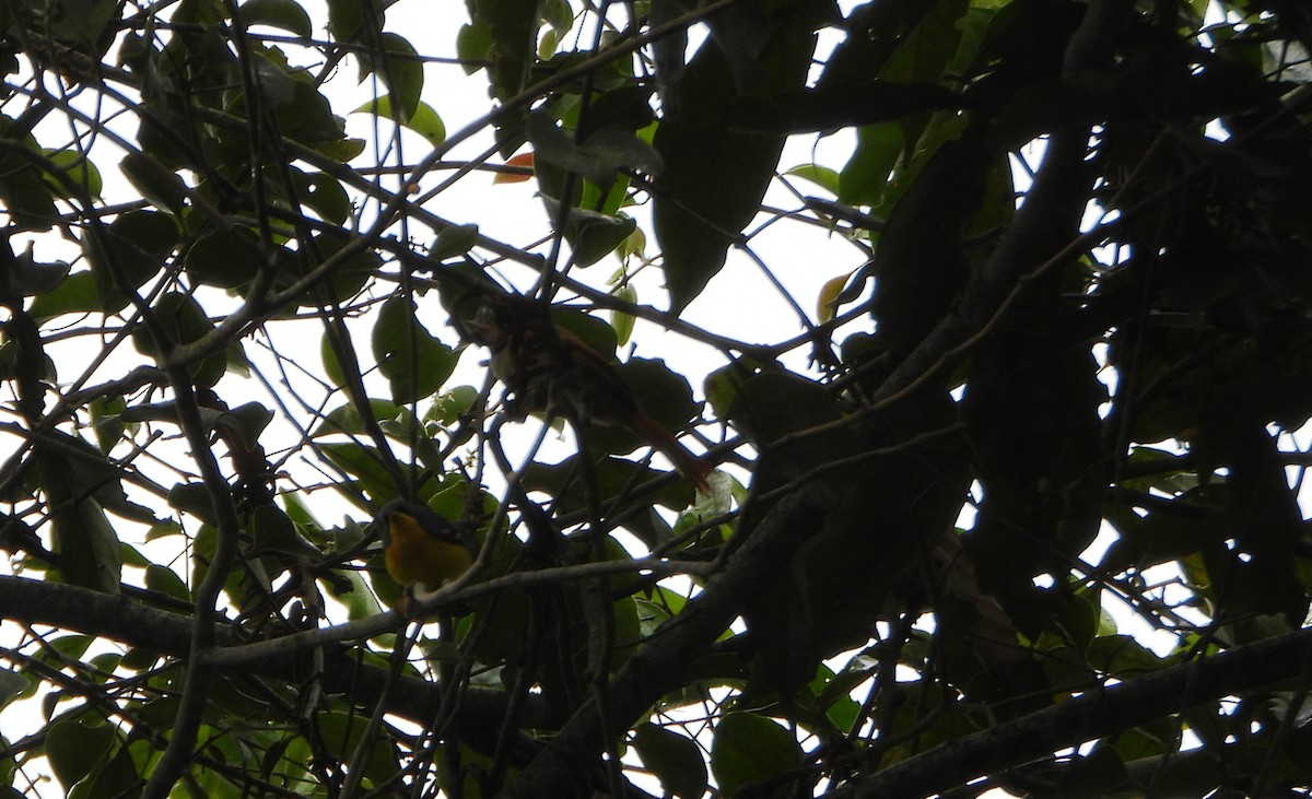 Хохлатая курутия - ML646602909