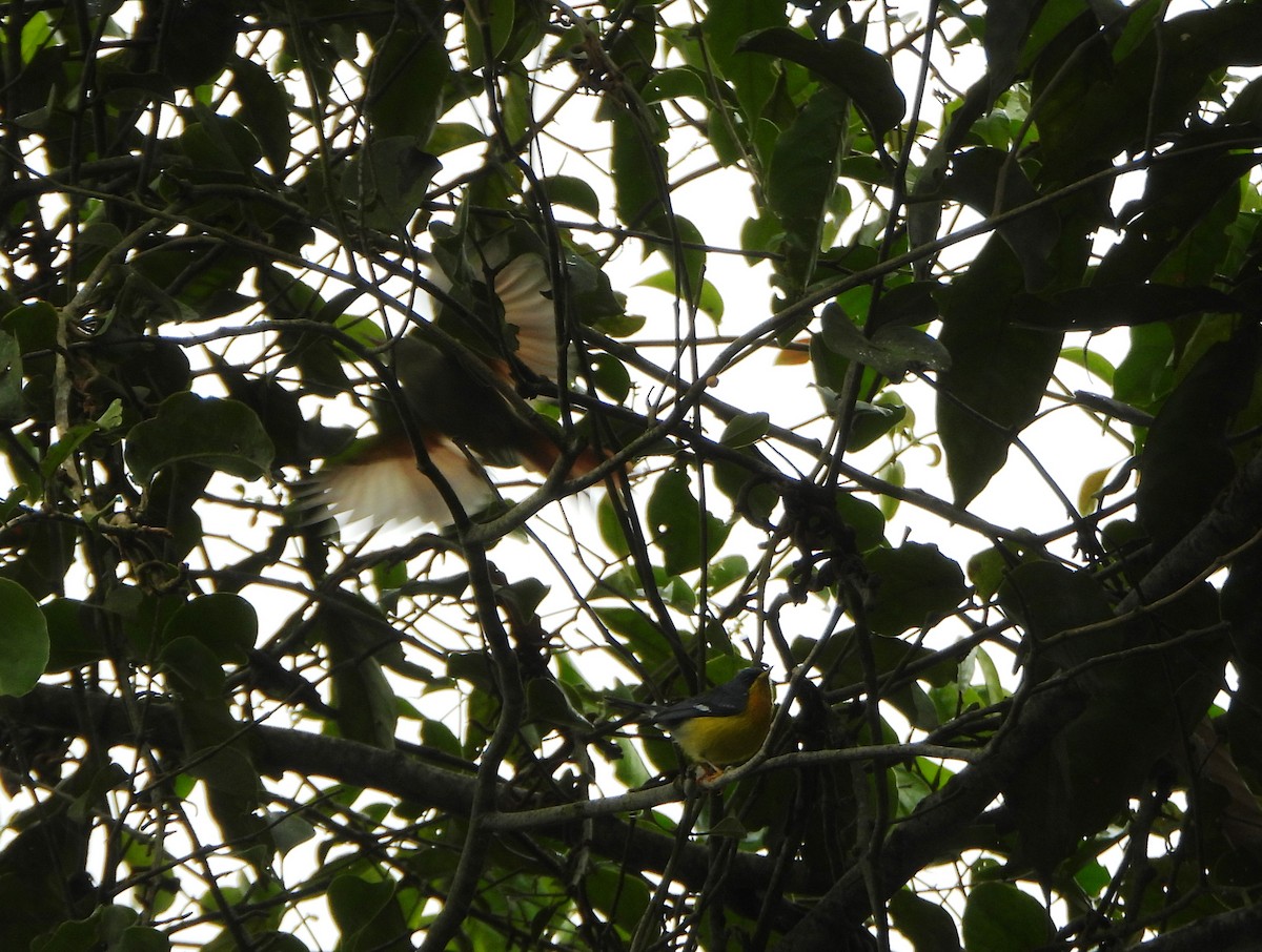 Хохлатая курутия - ML646602910